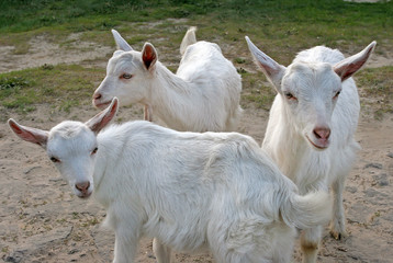 Fototapeta na wymiar Three white goat