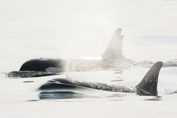 Fototapeta premium Wild Killer Whale Family