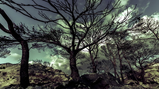 Burned pine trees on top of rocky mountain knoll,barren ground,timelapse 4K 30p