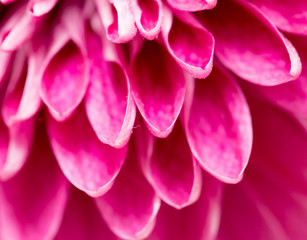 red flower chrysanthemum as background. close