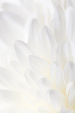 Fototapeta white flower peony as the background