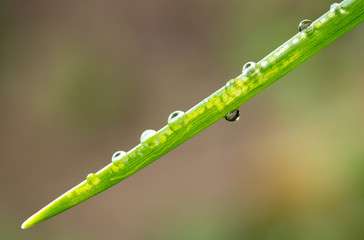 drops of dew on the green grass. close