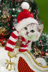Christmas kitten