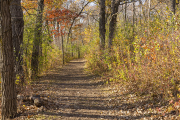 Fototapeta premium Fall Trail In The Woods