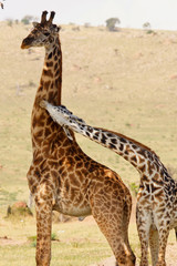 Obraz na płótnie Canvas Giraffenpaar