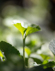 leaves of grass at dawn
