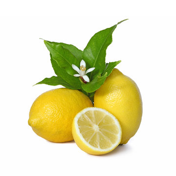 Citrons et fleur de citronnier