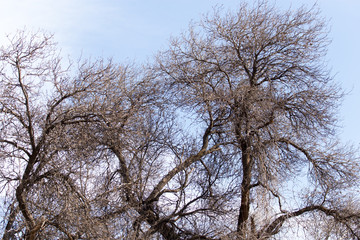 leafless tree branches against the blue sky