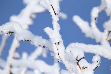branch of a tree in the snow against the blue sky