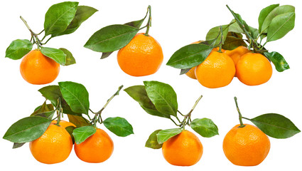 set of twigs with fresh ripe Abkhazian mandarins