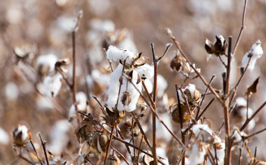 Cotton autumn nature