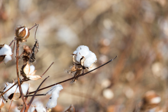 Big cotton buds bloom on a blurred background