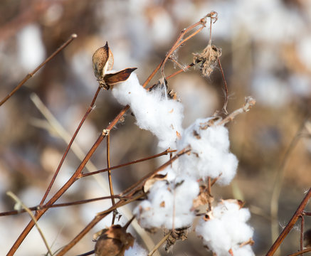 Big cotton buds bloom on a blurred background