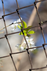 flowers in metal mesh fence