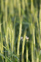 ears of wheat on the nature