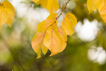 Obraz premium yellow leaves on the tree in autumn