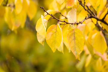 yellow leaves on the tree in autumn