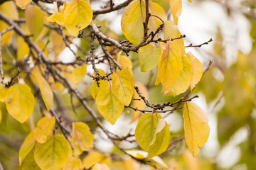 yellow leaves on the tree in autumn
