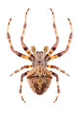 Orb-weaving spider Araneus angulatus isolated on white background, dorsal view, male.