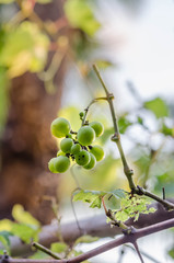 Green grape small bunch