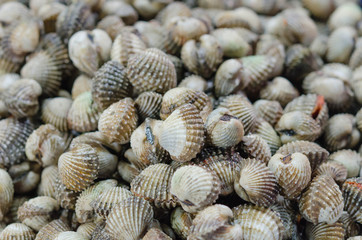 fresh cockles background