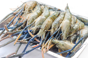 raw river prawn