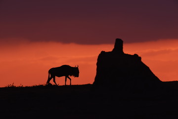 Fototapeta na wymiar Termite mound with Lone Wildebeest