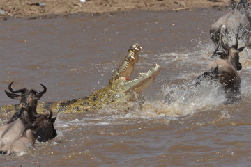 Talec River Crocodile attack