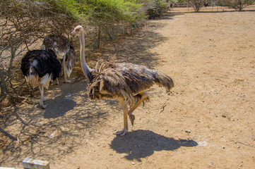 Curious african ostrich walking at the ostrich farm.