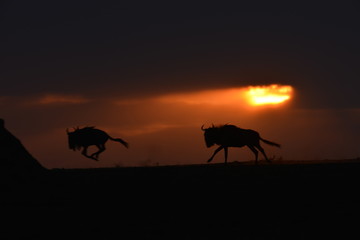 Naklejka na ściany i meble Wildebeests running at sunset