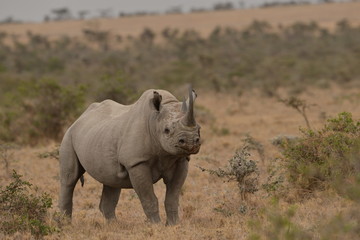Black Rhino in the savannah