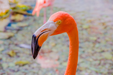 Fototapeta premium Pink flamingos close up, detail