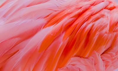 Pink flamingos close up, detail