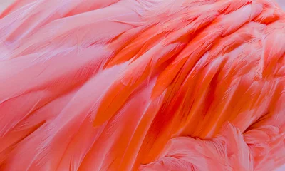 Fotobehang Pink flamingos close up, detail © Fotos 593