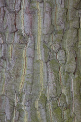 Hintergrund - Baumrinde