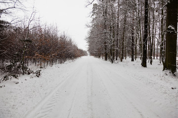 Snow alley road in winter forest.