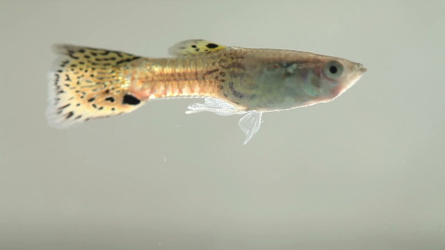 Guppy fish swimming. (macro view, soft focus)