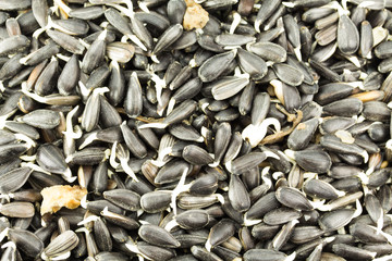 Sprouted grains in  isolated on white