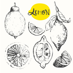 Lemon. Set of hand drawn lemon. Fresh organic food. 