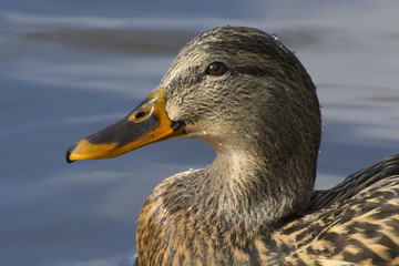 Close up Portrait of Mallard Duck Hen with water droplets on pond