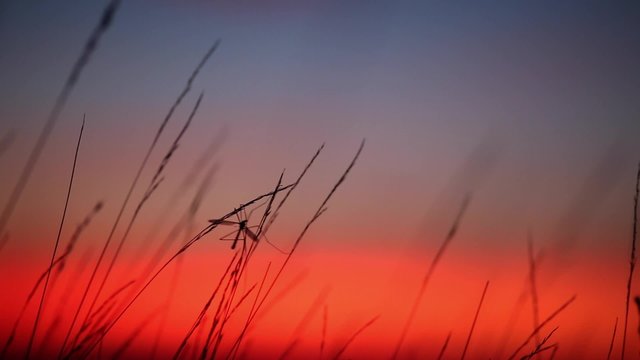 Crane Fly Attached to Grass Spikelets on Colorful Sunset Background