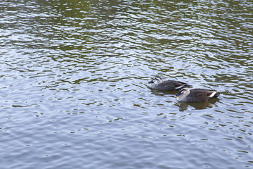 湖で泳ぐ二匹の鴨