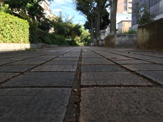 歩道 猫の目線