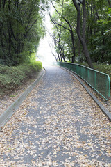 Fototapeta premium 聚楽園公園の遊歩道