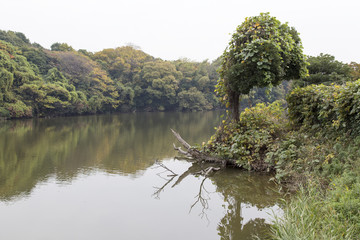 Fototapeta na wymiar 聚楽園公園の池