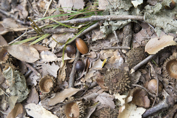 地面に落ちているドングリ