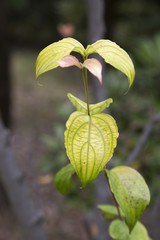 ひげのような葉