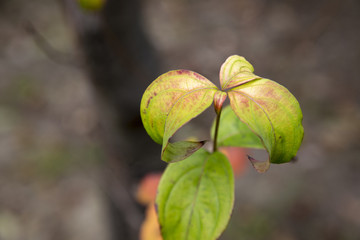 赤みがかった葉