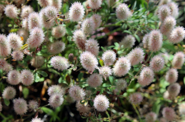 Trifolium arvense.