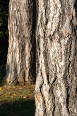Old Tree Trunk Bark Rough Background